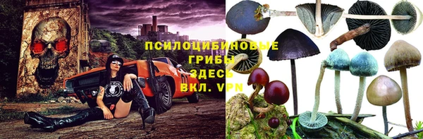 прущие грибы Пересвет